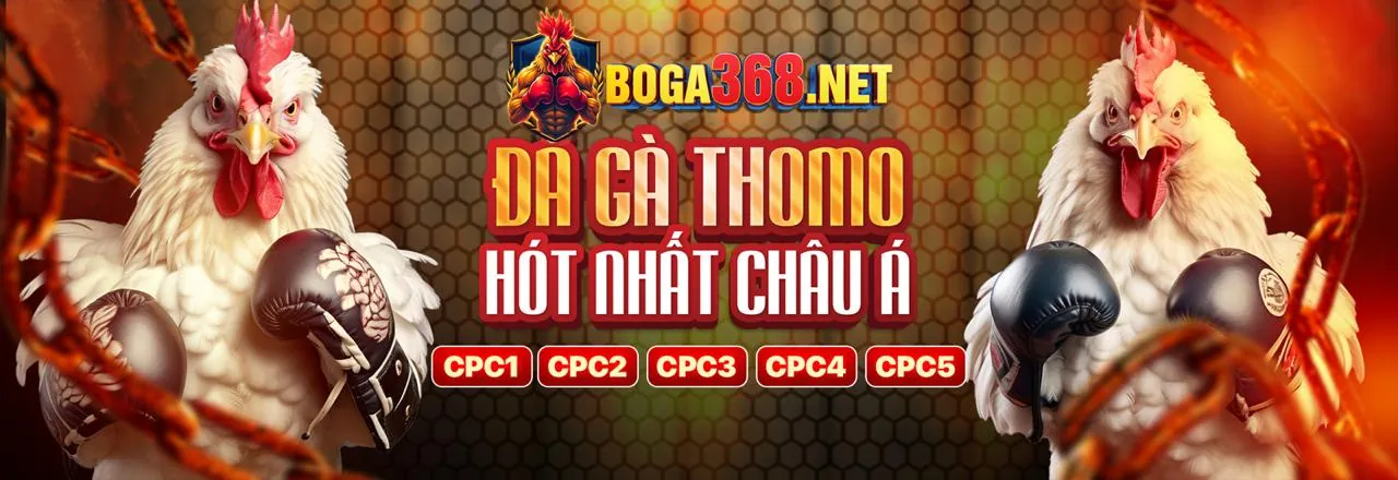 Gà chiến đang đối đầu trên sàn đấu đá gà Thomo, khán giả theo dõi